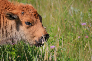 Smelling the flowers